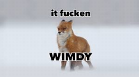 Wimdy
