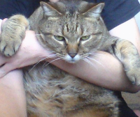 Diino loves my fat cat ^w^ and my cat's name is Shere Khan from The Jungle Book......he a fat tiger at that point lol and also, he has a lot of nicknames which one is called Darth Fatter >:3 (also me and my family call Khan one of our brothers)