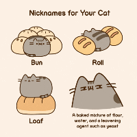 Darth Fatter and Fatakin Skywalker is my cats nicknames lol