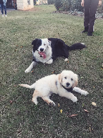 RIP Mr. Toby....

Yesterday was the anniversary of his passing in 2020....he never recovered from surgery...
He was the border collie, and Winter is the puppy in the photo, she is 8 years old now~
