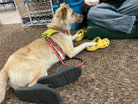 Here’s the therapy dog at our school. His name is serano!! He’s very silly, and he tries to eat my notebook when I’m in the break room!