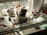 Just a giant cat hangin around a city nothing strange here
He hates the cars for some reason I don’t know why.