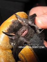 if you got a problem with infestations of spiders or moths this little guy would eat them right up but your gonna have to deal with having your house as a bat roost