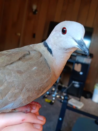 im going to be honest im not the happy guy you see on here. I wear a mask; I act like who I want to be, not who I am, because I hate who I am. I hate myself, and I can't change. I've been trying for 10 years.s I'm either not enough or too much, either too nice or too cold i either love too much or not enough, and no matter what I do its the same damn thing, and I can't talk about it because they always ask why, and i dont know why  im just a depressed, stressed, sleep-deprived, nicotine addicted piece of shit so i  do ramdom bullshit so i dont think about it and my school blocked the trevor thing so I can't talk to a pro about it andmy therapist keep cansling our apointments so getting real help is out the wido and im just throw it at you guys and im sorry for it but its my only opition right now