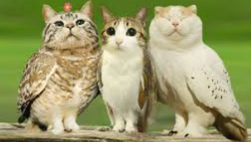 Meowled meowl meowl djadoijoijf mewiwl sjdijdici meowl give nown be meowle