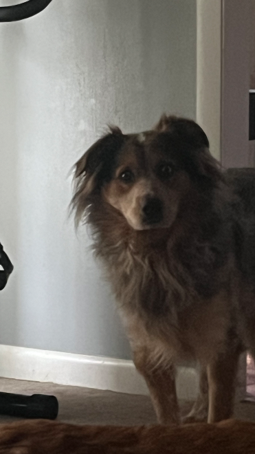 He is one of very many animals I encounter. His name is Dom, he has heterochromia and is very energetic.