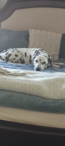 
Hahaha
Yeah
And also I'm back kinda
Sorry someone on here (won't say who but they know who they are) decided to be a dirty fucking pedophile and groom someone else on here (wont say who for privacy (idk if they've told anyone though)) so our chromebooks are very very restricted 
Probably won't be on regularly for a while 
But I'm gay! 🥳🏳️‍🌈👍