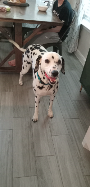 ONE NATION CONTROLLED BY THE MEDIA
INFORMATION AGE OF HYSTERIA...

...it's calling out to IDIOT AMERICA™ 