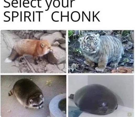 CHONKY           <(               .       w      .                  )>